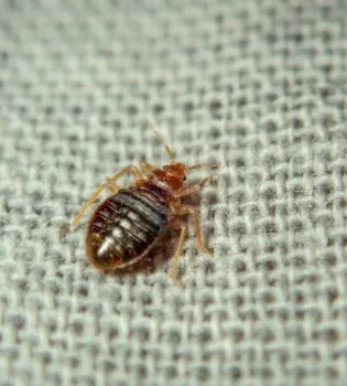 bed-bug-control-services