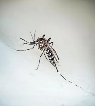 mosquito-control-services