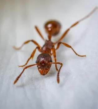 red-ant-macro-photography