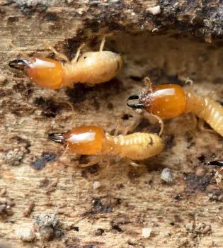 termites-control-services