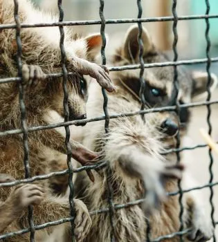 wild-life-control-services