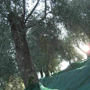 OLIO ROI 2