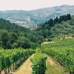 RISECCOLI 3