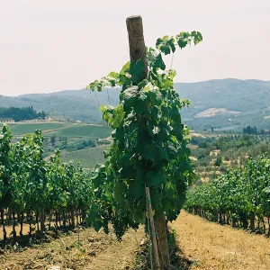 RISECCOLI 4