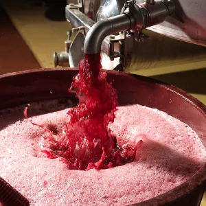 TENUTA MAZZOLINO 3