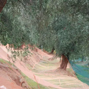 TERRE BORMANE 2
