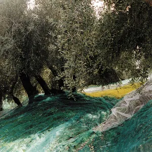 TERRE BORMANE 3
