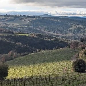 Poggio dell'Aquila vignards