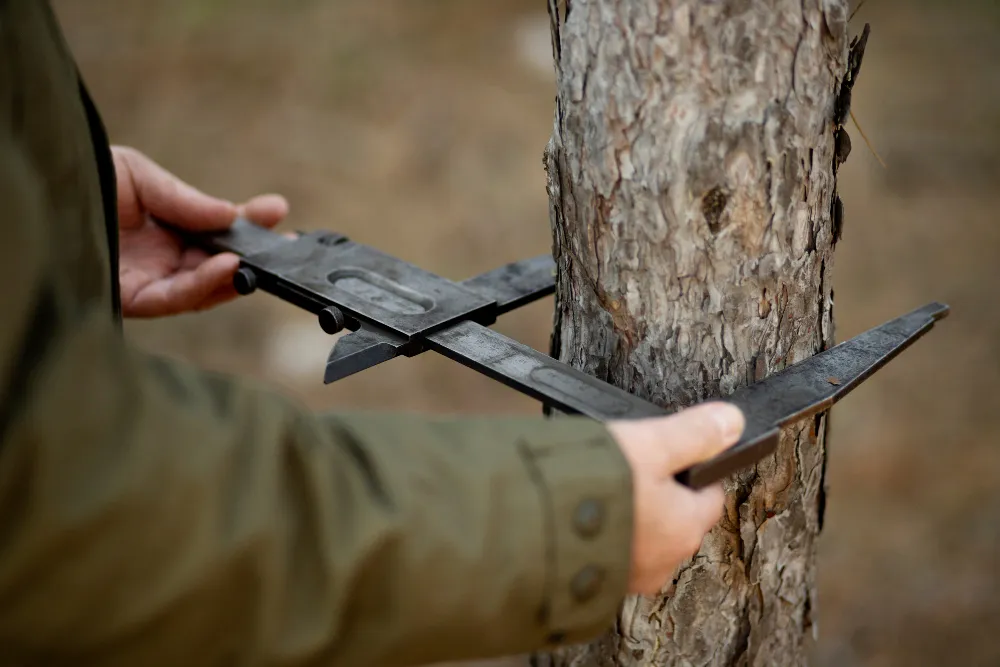 When to Remove a Tree: Signs Denver, CO Homeowners Shouldn’t Ignore
