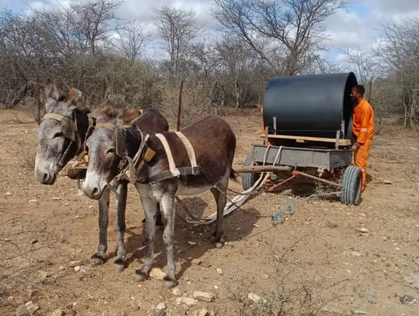 Bush encroachment project led by Kopano Mpya, focusing on thinning bushes and restoring grasslands in Limpopo, South Africa.