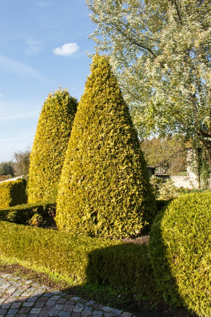Taillage de haies à Castelsarrasin