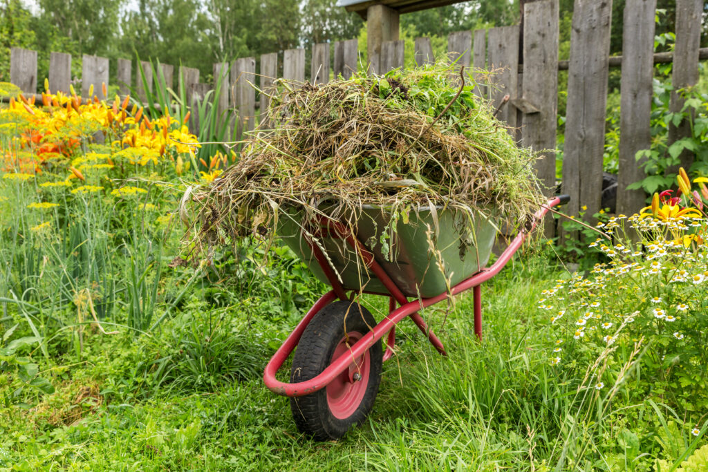 Une brouette remplie de mauvaises herbes et de tontes de jardin, faisant partie des évacuations des déchets verts à Malause, est placée dans un jardin aux fleurs épanouies jaunes et oranges. Une clôture en bois est visible en arrière-plan.