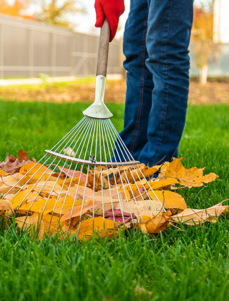 Personne ratissant des feuilles d'automne jaunes et brunes sur l'herbe verte tout en portant des gants rouges et un jean bleu.