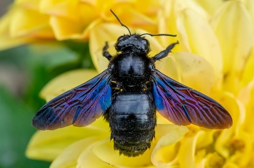carpenter bee