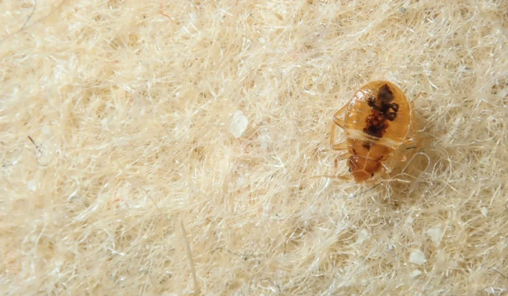 bed bug infestation