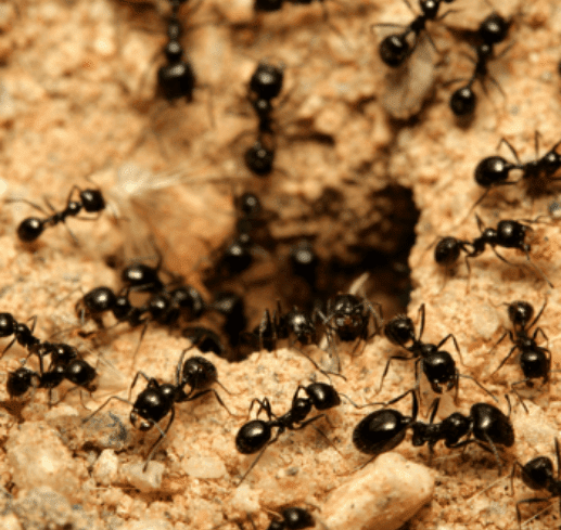 Black ants swarming around and entering a sandy nest entrance