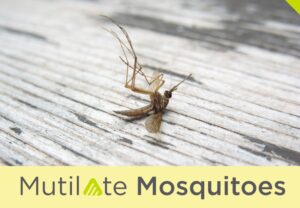 701-4-steps-to-help-protect-your-yard-from-mosquitoes