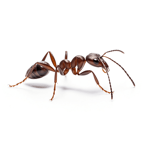 Brown ant centered on a white circular background