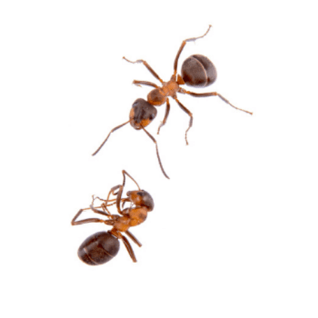 Two reddish-brown ants on a white background, shown close-up