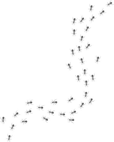 Trail of small black ants forming a curved line from lower-left toward upper-right on a green background