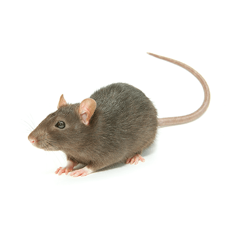 Dark brown rat with long tail on a white circular background