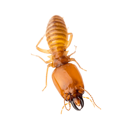 Close-up termite showing head and mandibles against a white circular background