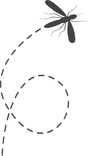 Mosquito silhouette with a looping dotted flight path