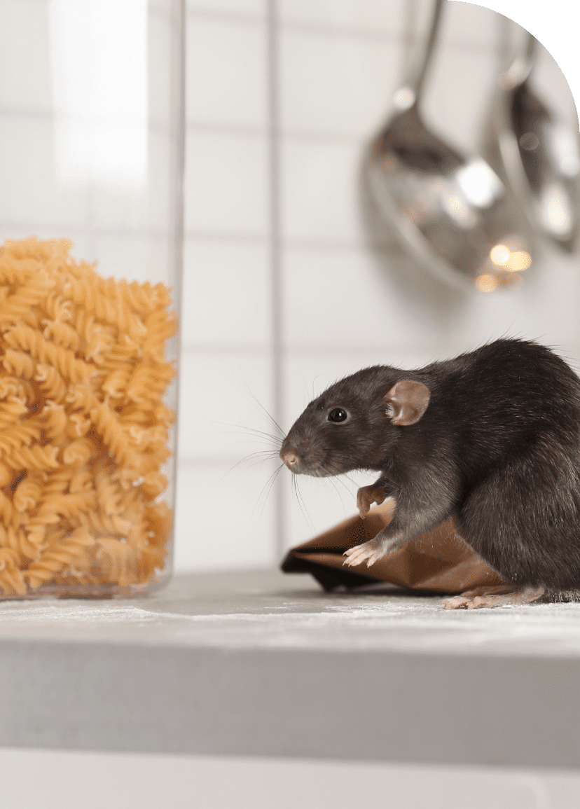 Dark rodent on a kitchen counter beside a jar of pasta and hanging ladles
