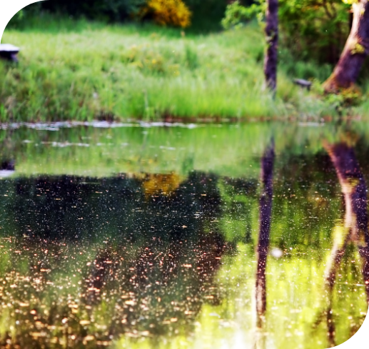 Calm pond reflecting trees with small floating specks on the water and a grassy shoreline