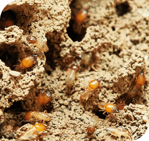 Close-up of termites crawling on a soil nest with visible tunnels and chambers