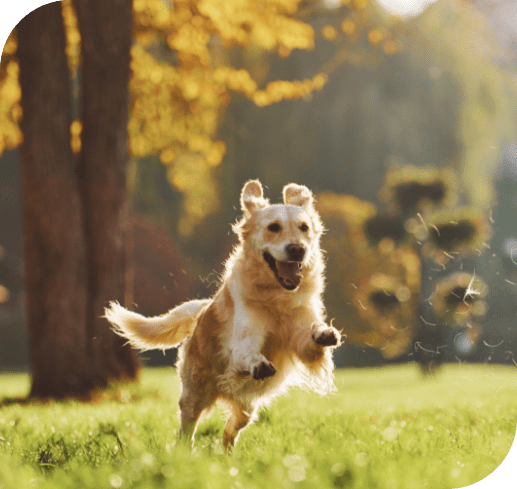 dog running through the lawn