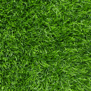 Close-up view of dense green grass blades covering a lawn
