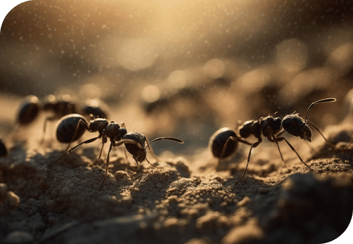 ant pest control