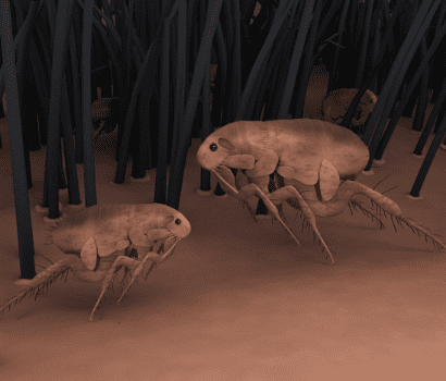 Two enlarged fleas crawling across skin beneath hair shafts, close-up view