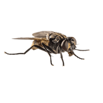 Close-up of a house fly on white background showing wings, compound eyes, and legs