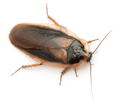 Adult cockroach with brown and black body on white background