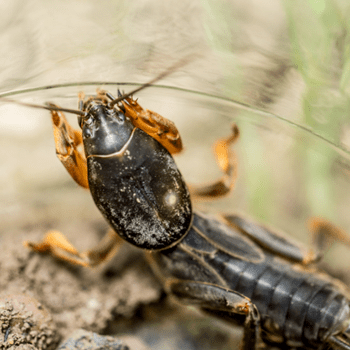 Close-up of a dark brown elongated burrowing insect on soil holding a thin grass blade