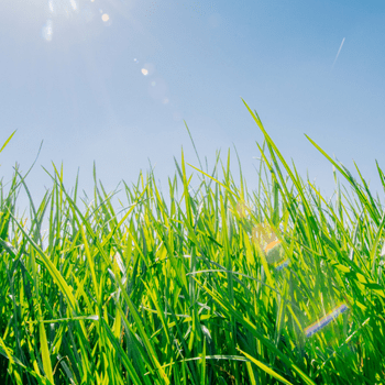 Tall green lawn grass under a bright blue sky with sunlight flare