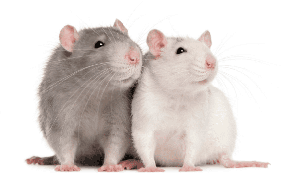 Two small rodents, one gray and one white, sitting side by side on a white background