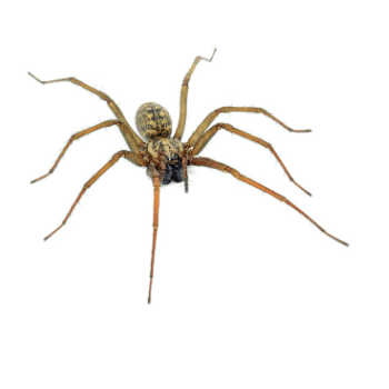 spider