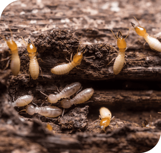 Several pale worker termites clustered on and inside a decaying wood tunnel
