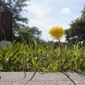 Single yellow dandelion growing at lawn edge beside concrete sidewalk, trees and sky in the background