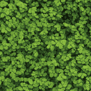 Dense carpet of low-growing green groundcover plants with small rounded leaves covering the soil