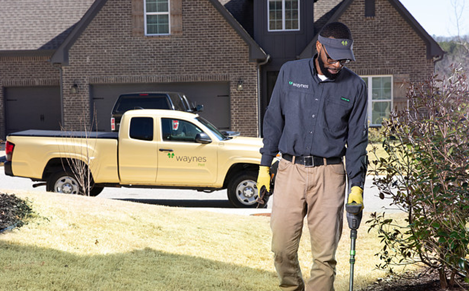 pest control in auburn