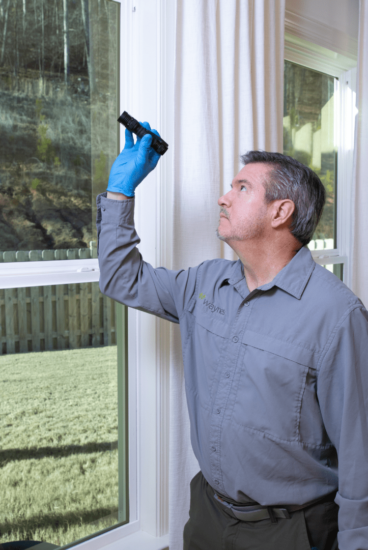 Waynes Pest Control technician wearing blue gloves inspects a window with a flashlight