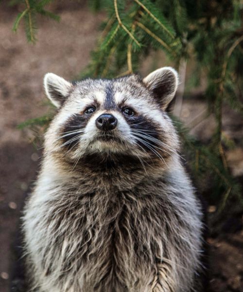 raccoon removal services