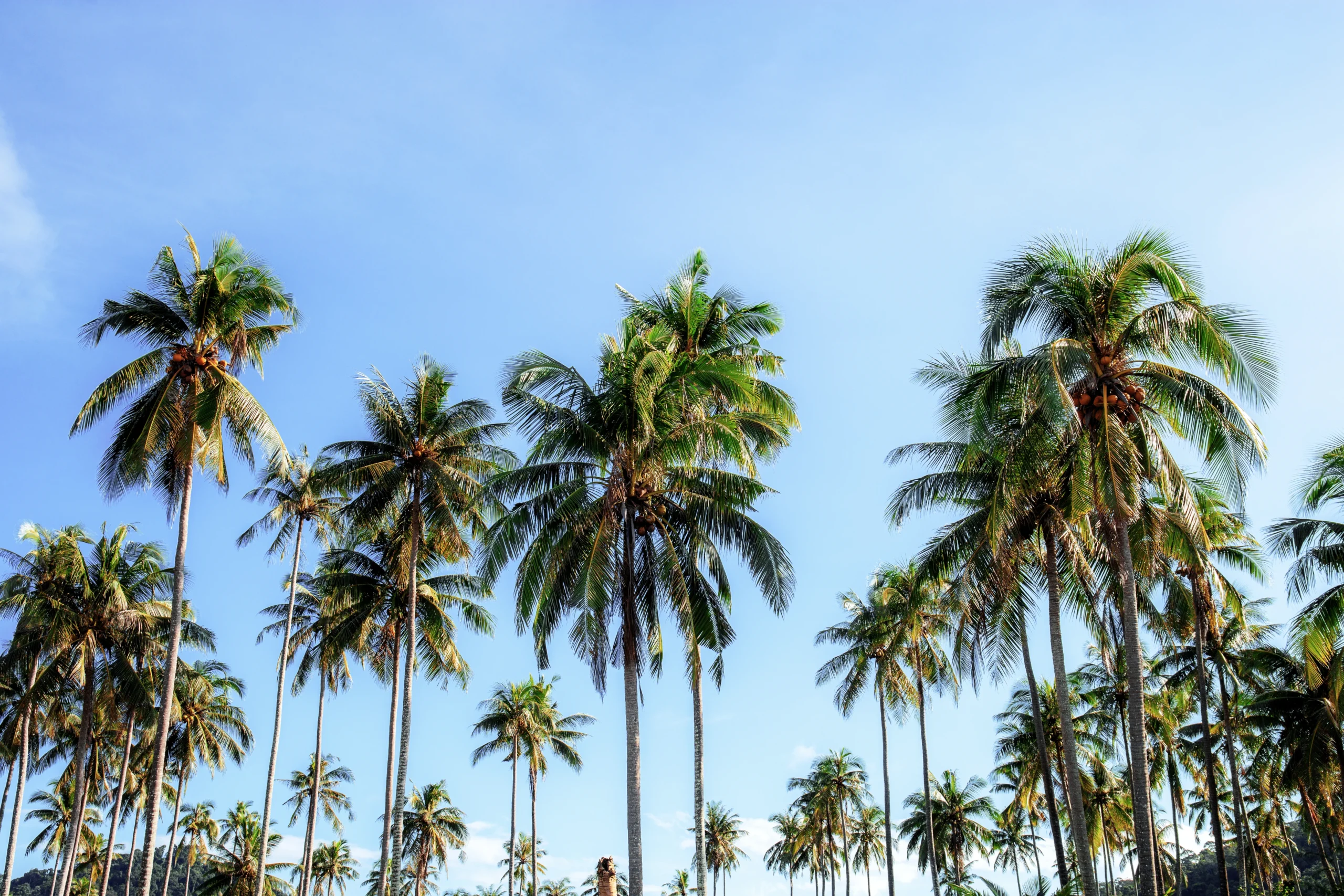 florida panhandle palm trees