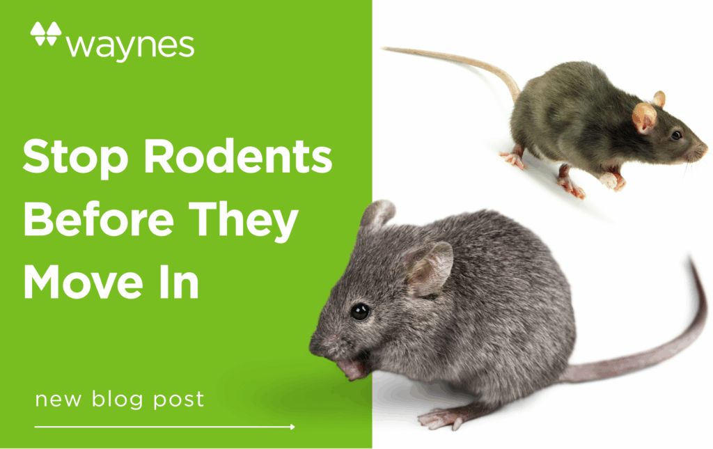 Green panel with Waynes logo and headline "Stop Rodents Before They Move In" beside two rodents on a white background