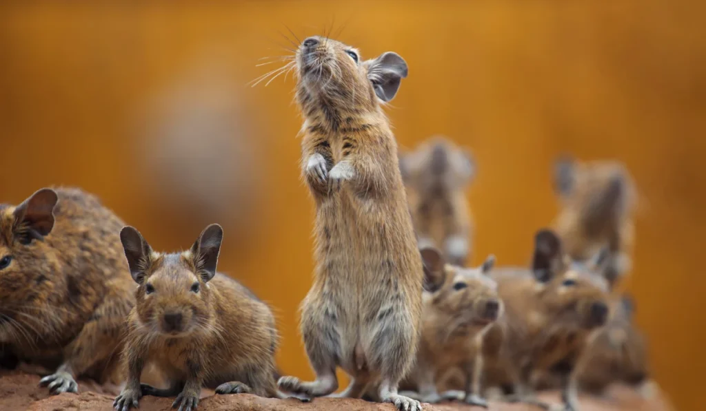 rodent waynes