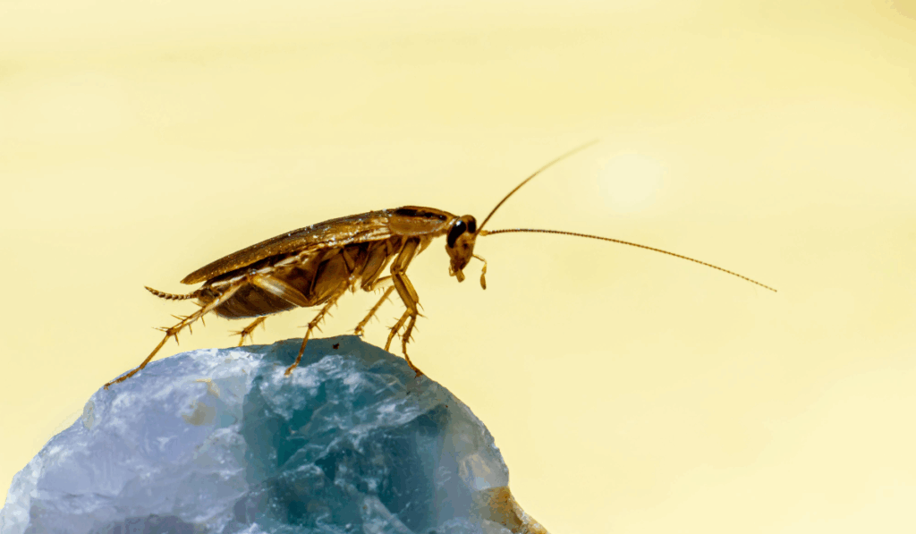 german cockroach